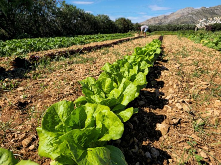 Saborigen y porqué elegir productos de proximidad es una decisión inteligente